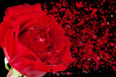 red rose with drops and disintegration effect particles on black background, holiday valentine day and love conceptの写真素材