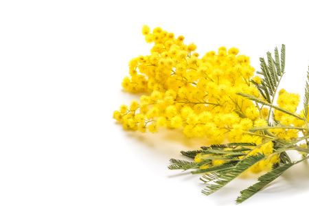 mimosa isolated on white background, women day, holiday conceptの写真素材