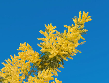yellow mimosa flower with leaf on tree on blue sky, symbol women day, holiday civil rights conceptの写真素材