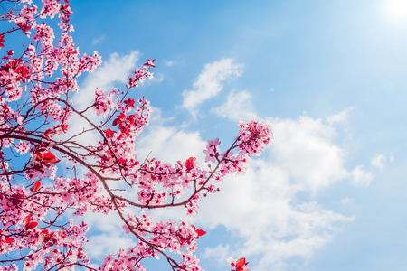 spring tree with pink flowers almond blossom on a branch on green background, on blue sky with daily light with cloudsの写真素材