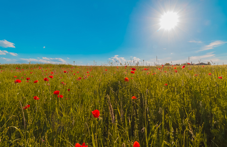 flowers meadow of red poppies field in windy day under blue skyの写真素材