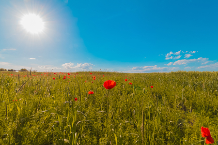 flowers meadow of red poppies field in windy day under blue skyの写真素材