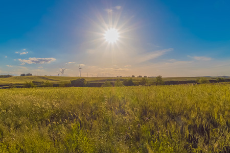 green grass field landscape under blue sky in spring with clouds in the backgroundの写真素材
