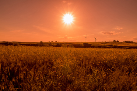 green grass field landscape under sunset sky in spring with clouds in the background, spring time at dusk conceptの写真素材