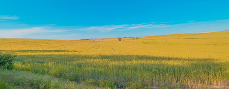 green grass field landscape under blue sky in spring with clouds in the backgroundの写真素材