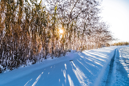 white snow with trees on mountain and street under blue sky with warm sunlight growing, concept of travel and holiday on snow backgroundの写真素材