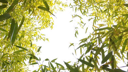 Hopeful atmosphere with bright sky among bamboo forestsの写真素材