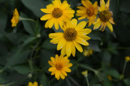 yellow flower close up