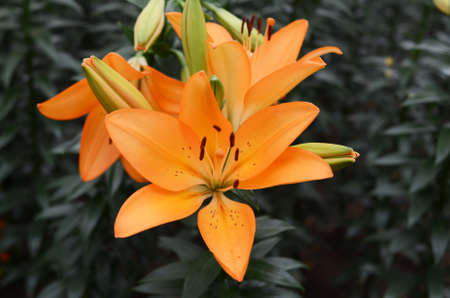 orange Flower close-upの写真素材