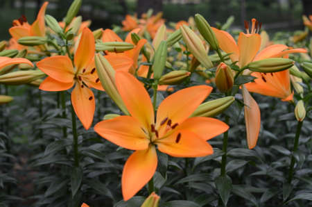 orange Flowersの写真素材