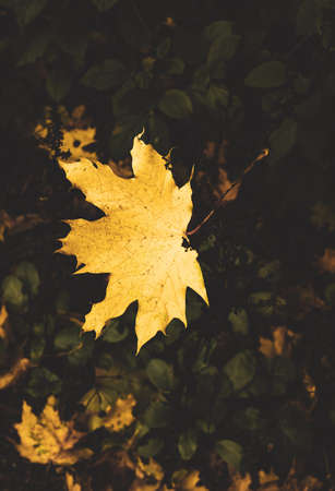 yellow leafの写真素材