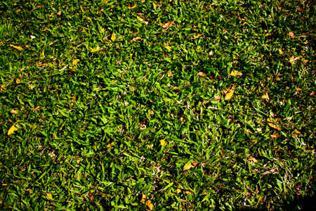 Lawn green, Thailand, Malaysia Federationの写真素材