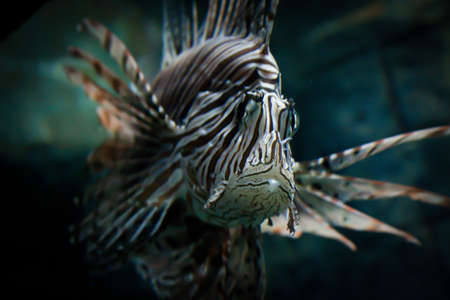 Fish in aquarium exhibits. Nong Khai, Thailand