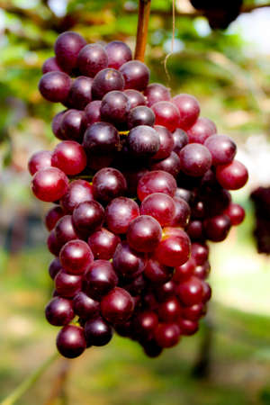 Fresh grapes in the gardenの写真素材