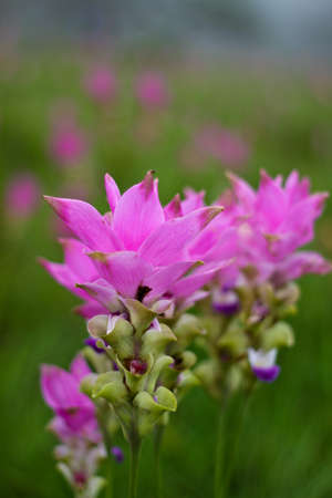 Flowerの写真素材