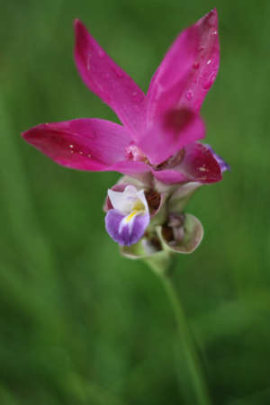 Flowerの写真素材
