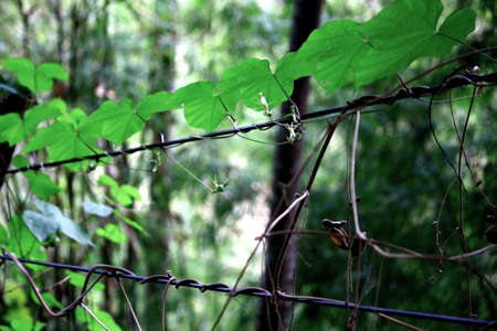 Tree climberの写真素材