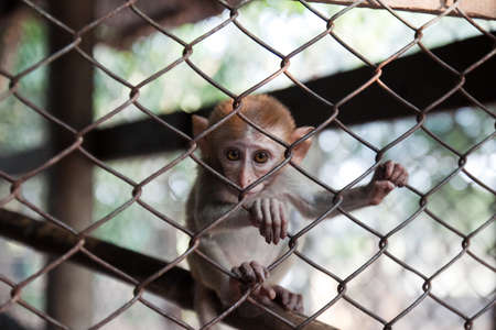 Monkeys in the zooの写真素材