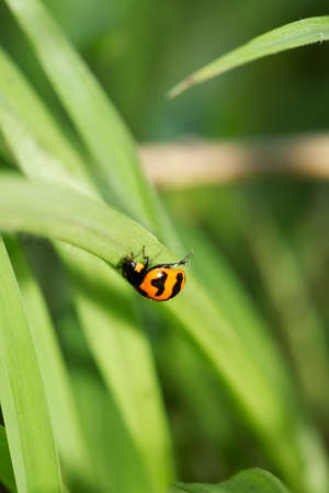 Ladybug on green grass in forestの写真素材