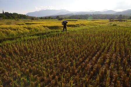 Harvest season  Of rice fields in Thailand のeditorial素材