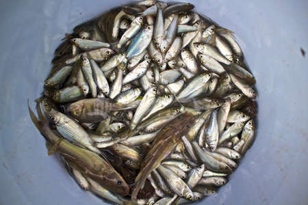 Fish aquaculture fisheriesの写真素材