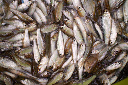 Fish aquaculture fisheriesの写真素材