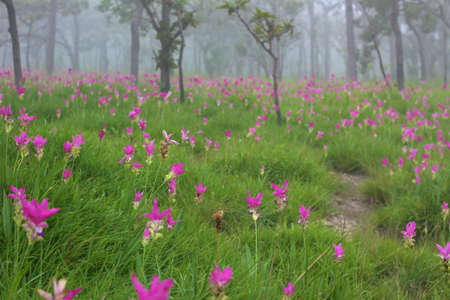 Flowers in the forest.  Flowers in the forest.の写真素材