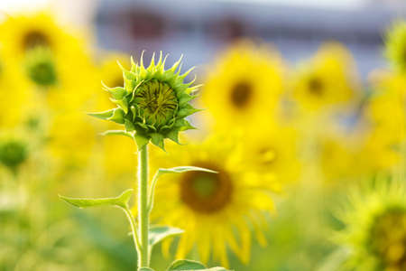 sunflower lanscapeの写真素材