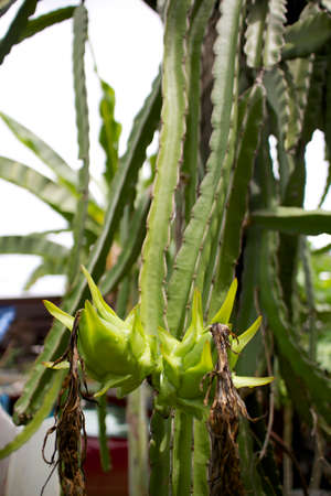 Dragon fruit is ripe on the tree.の写真素材