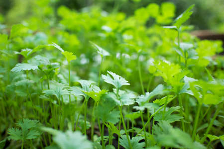Coriander in the Garden