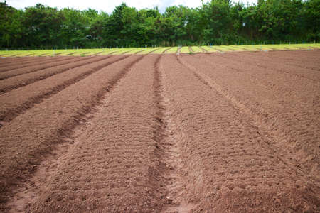 Vegetable farming.の写真素材