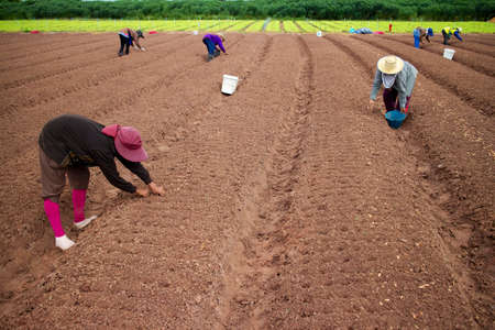 Vegetable gardeners are metered connection.のeditorial素材