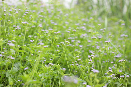 water drops on the green grassの写真素材