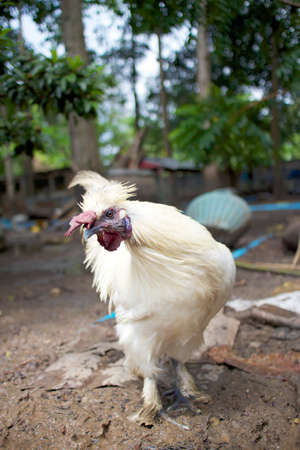 Chicken farm.