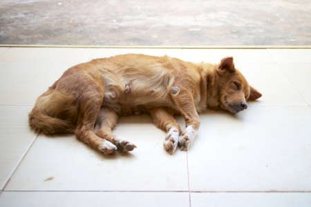 Sleeping street dogの写真素材