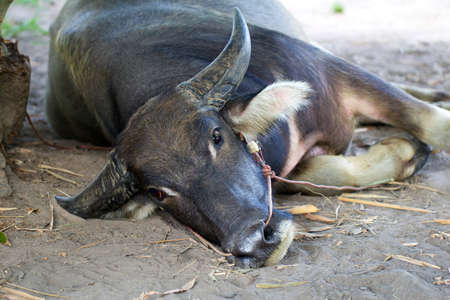 Buffalo sleeping in the shade.の写真素材