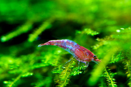 Shrimp freshwater aquarium.の写真素材