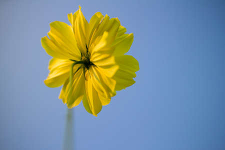 Yellow daisy.