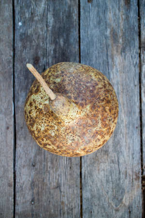 Bottle Gourd was put in the shade. Garden planter.の写真素材