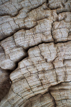 Stumps of dead patterns.