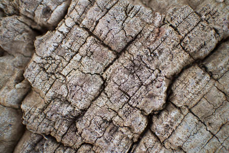 Stumps of dead patterns の写真素材