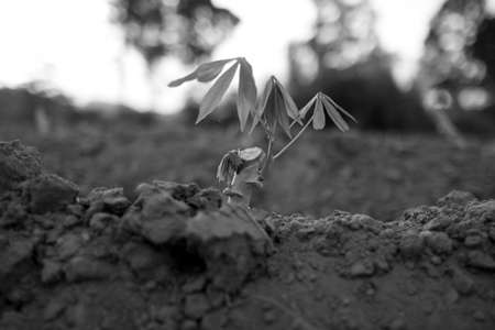 Tapioca. Newly planted trees are small.の写真素材