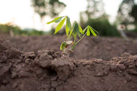 Tapioca. Newly planted trees are small.の写真素材