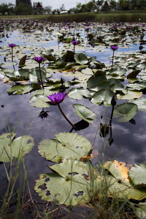 Lotus pond.の写真素材