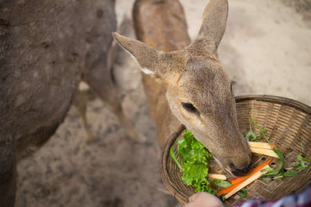 deer zooの写真素材