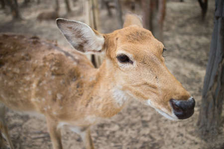 deer zooの写真素材