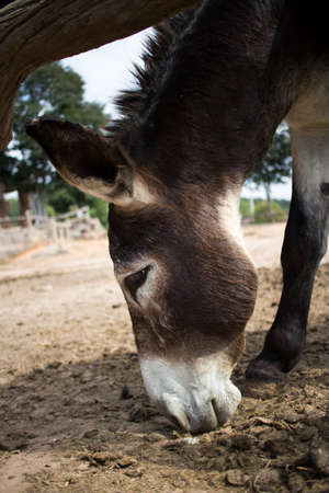 burroの写真素材