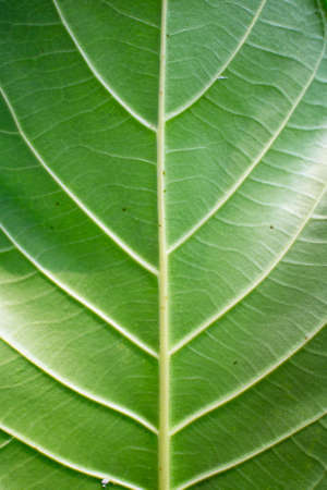 Green leavesの写真素材