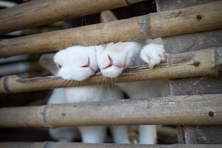 rabbits in a cageの写真素材