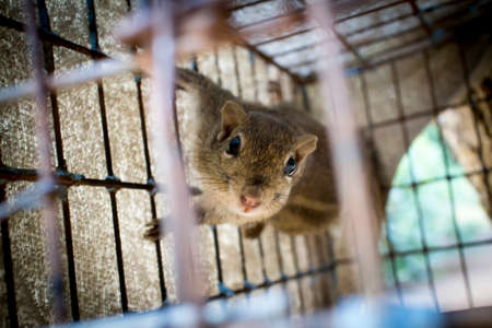 Squirrel in a cageの写真素材